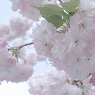 周口福瑞交流群